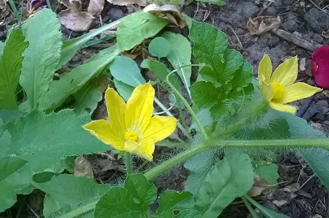 Wild Watermelon (Citrullus lanatus var. citroides) 