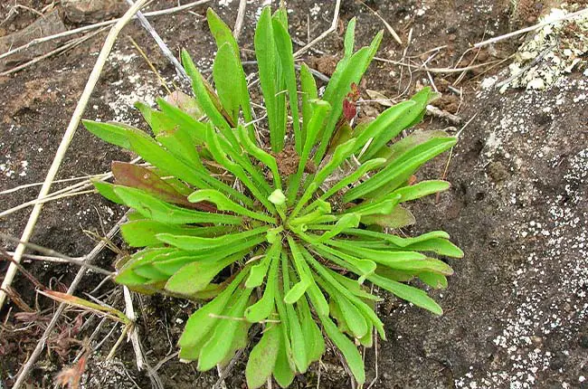 Horseweed (Conyza canadensis) 