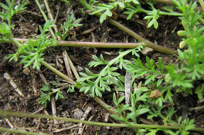 Southern Brass Buttons (Cotula australis) 