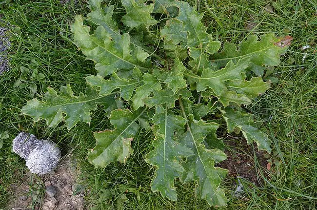 Creeping Thistle (Cirsium arvense)