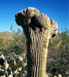 Saguaro Cactus: 28 Little-Known Fun Facts | AskGardening