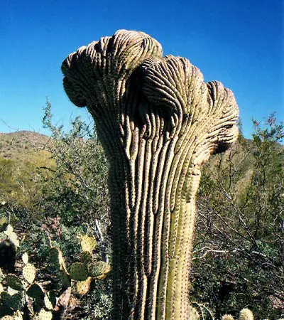 Crested Saguaro 