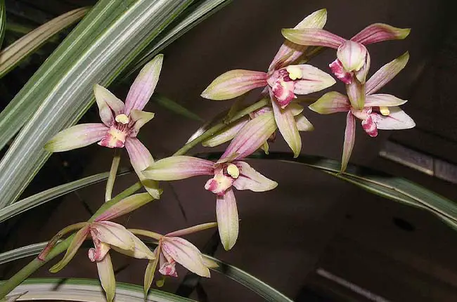 Cymbidium Ensifolium