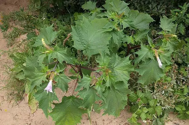 Jimsonweed (Datura stramonium) 