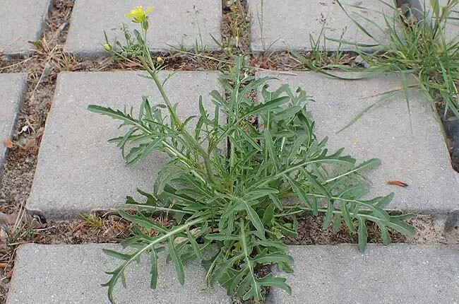 Wild Rocket (Diplotaxis tenuifolia) 