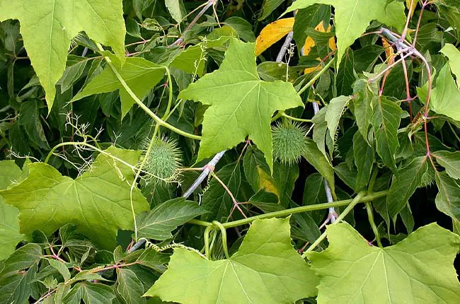 Wild Cucumber (Echinocystis lobata) 