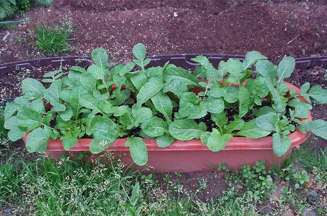 Baby Arugula