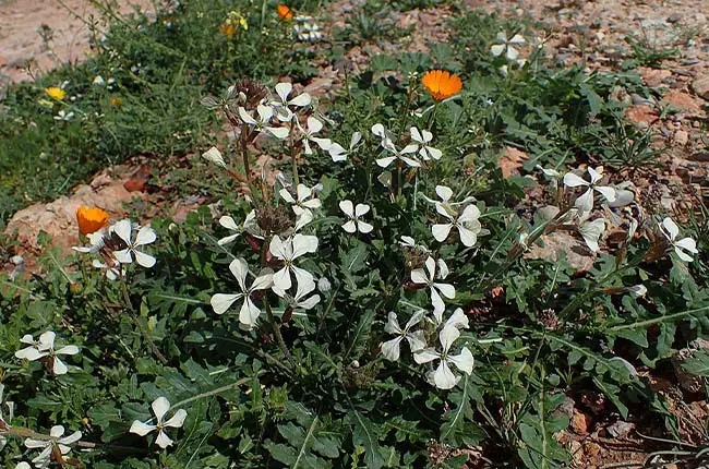 mature arugula with flowers