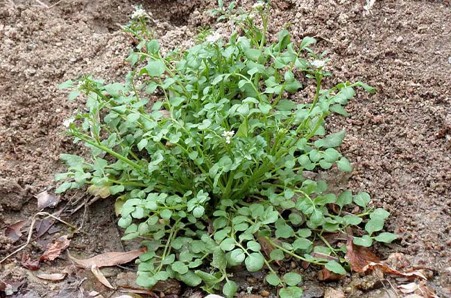 Hairy Bittercress (Cardamine hirsuta) 