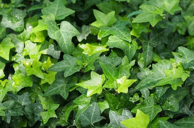 English Ivy (Hedera helix)