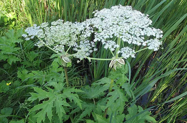 Giant Hogweed (Heracleum mantegazzianum) 