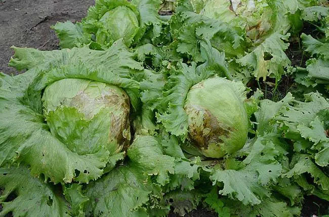 icecberg lettuce