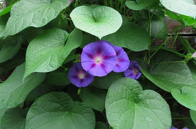 Morning Glory (Ipomoea spp.) 