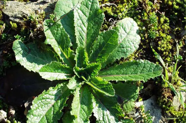 Wild Lettuce (Lactuca virosa)