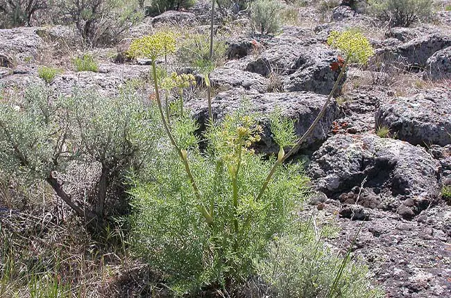 Fernleaf Biscuitroot (Lomatium dissectum) 