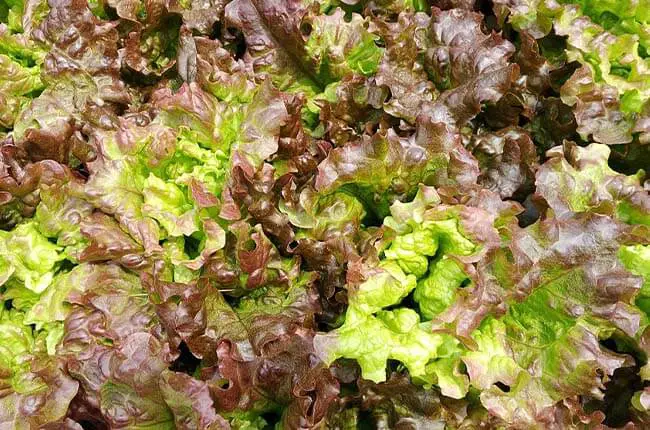 Looseleaf lettuce