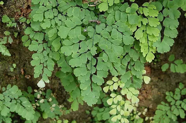 Maidenhair Fern (Adiantum spp.)