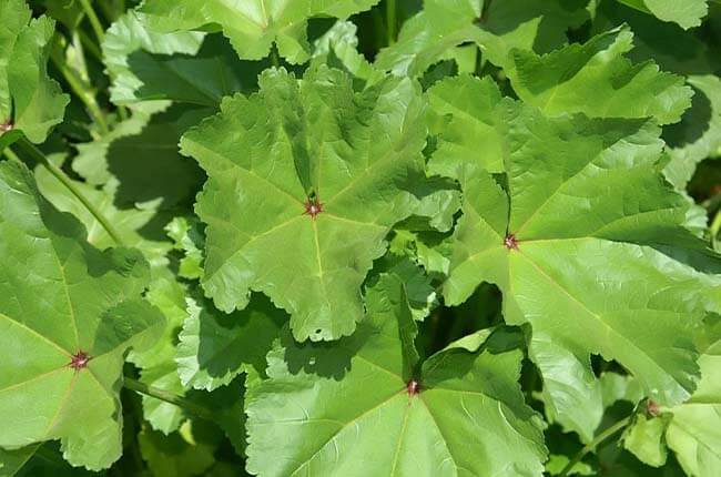 Common Mallow (Malva sylvestris.) 