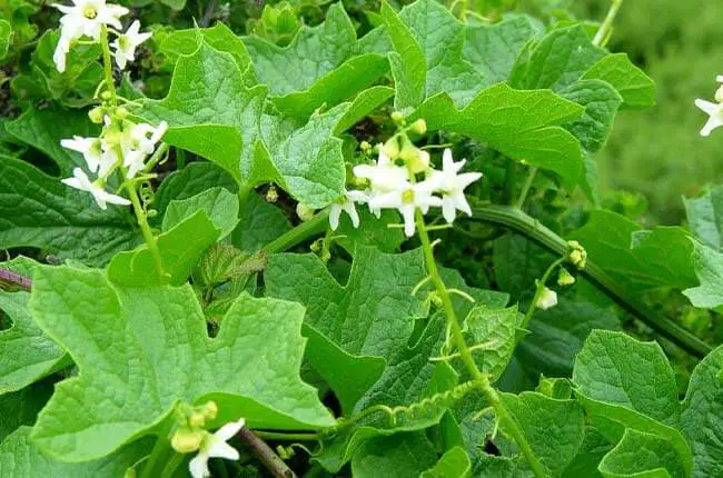 Manroot or Wild Cucumber (Marah spp.)