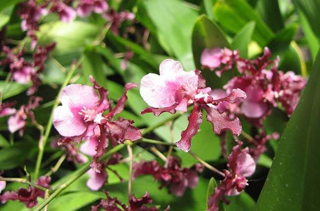 Oncidium Sharry Baby Red Fantasy 