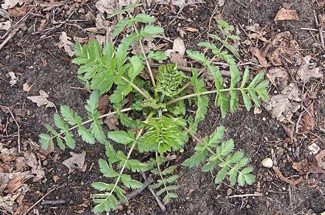 Wild Parsnip (Pastinaca sativa) 