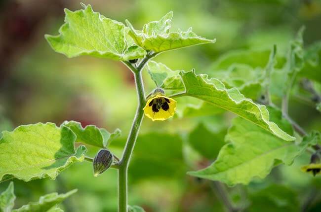 Ground Cherry (Physalis spp.)