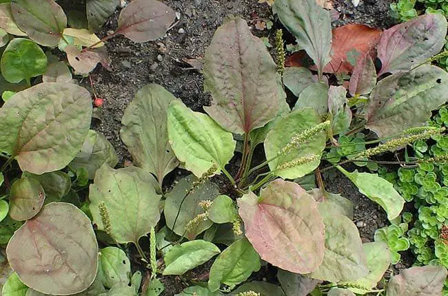 11 Weeds That Look Like Lettuce (& How to Identify Them)