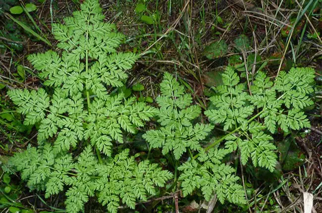Weeds that look like carrot tops