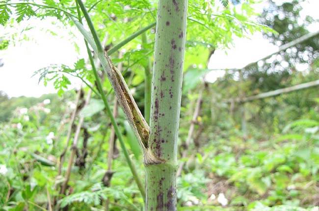 Poison Hemlock