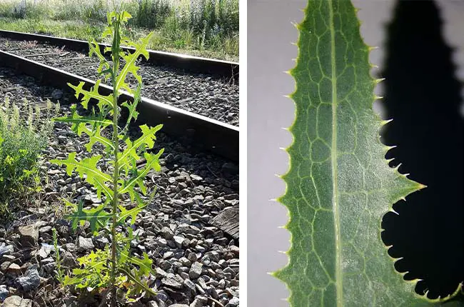 Prickly lettuce