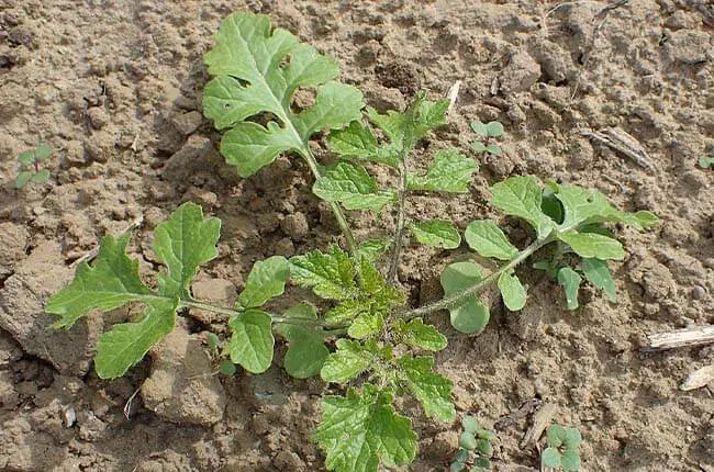 Wild Radish (Raphanus raphanistrum) 