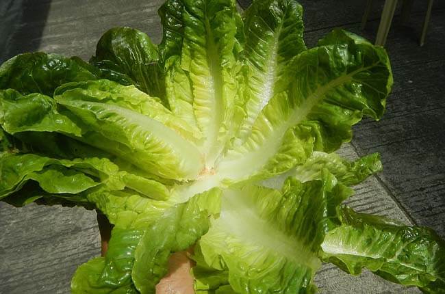 Romaine lettuce