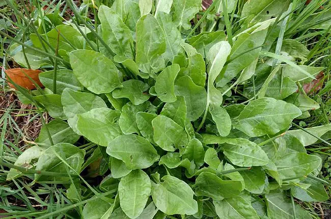 Common Sorrel (Rumex acetosa) 