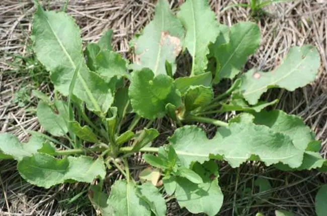 Curly Dock (Rumex crispus) 