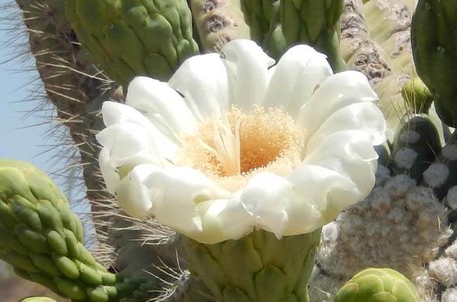 The Saguaro cactus produces large white flowers 