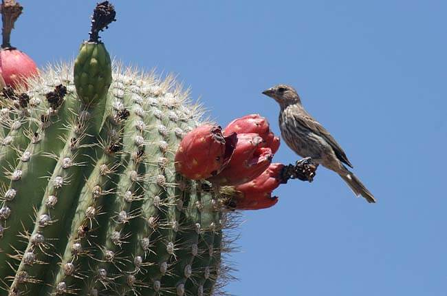 Saguaro fruits 