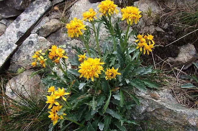 Ragwort (Senecio carniolica) 