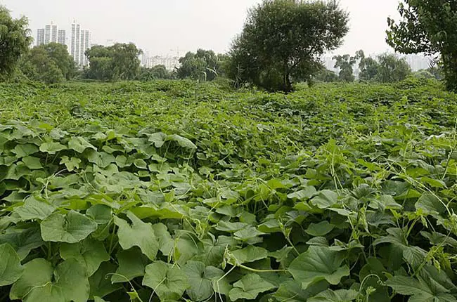 Bur Cucumber (Sicyos angulatus) 