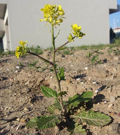 Wild Mustard (Sinapis arvensis) 