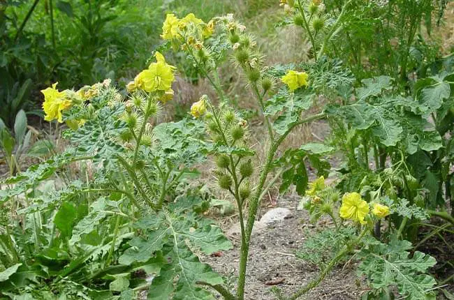 Buffalo Bur (Solanum rostratum) 