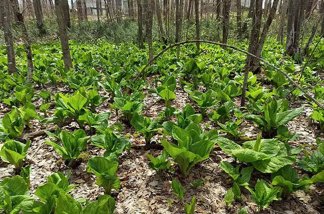 Skunk cabbage (Symplocarpus foetidus)