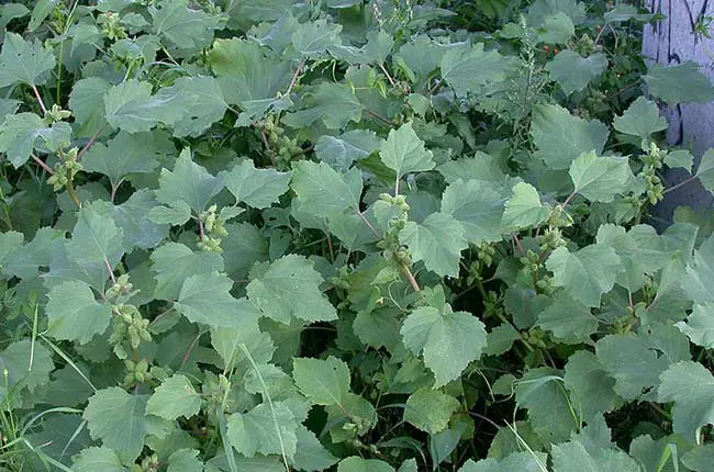 Cocklebur (Xanthium strumarium)