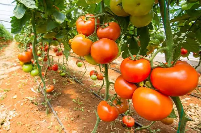 field tomato
