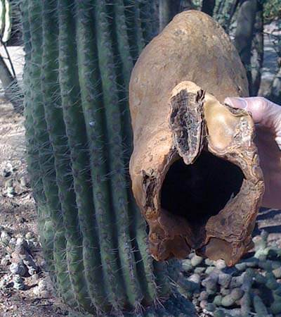 Saguaro boot