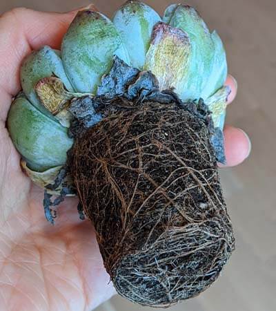 Echeveria has shallow fibrous roots