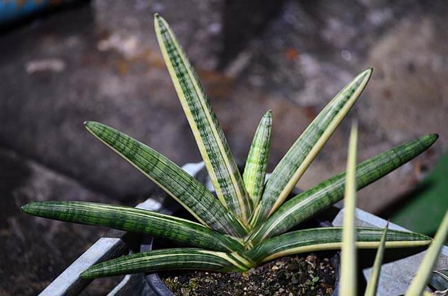 cylindrica snake plant