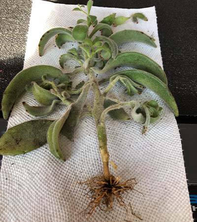 Panda plant (Kalanchoe tomentosa) has shallow fibrous roots