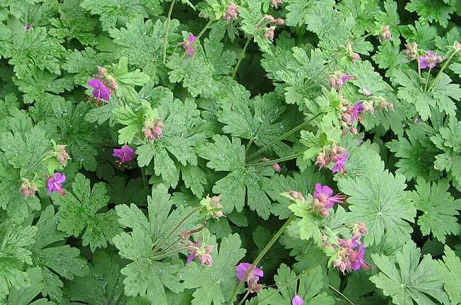 Bigroot geranium