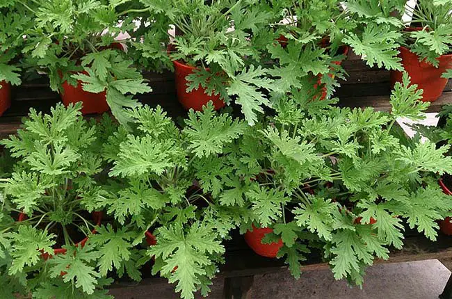 Mosquito plant (Pelargonium citrosum)