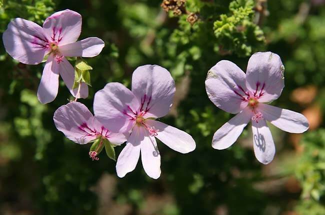 Pelargonium crispum